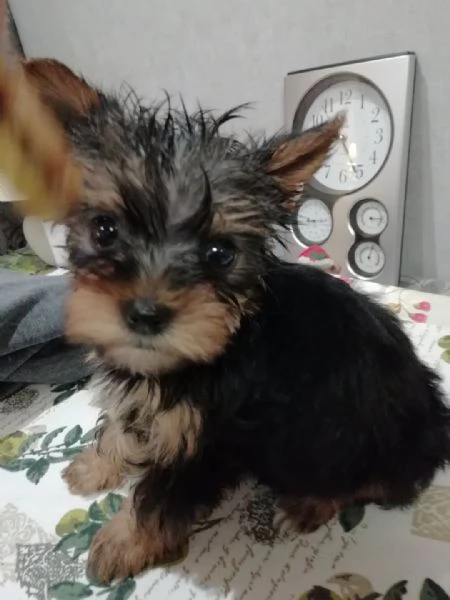 Cuccioli di Yorkshire registrati per il reinserimento