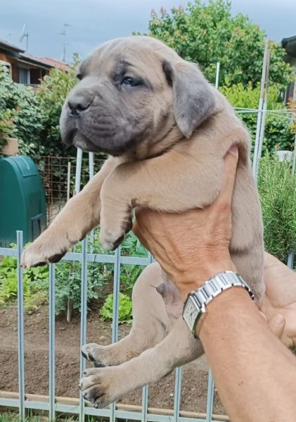 Cuccioli cane corso | Foto 2