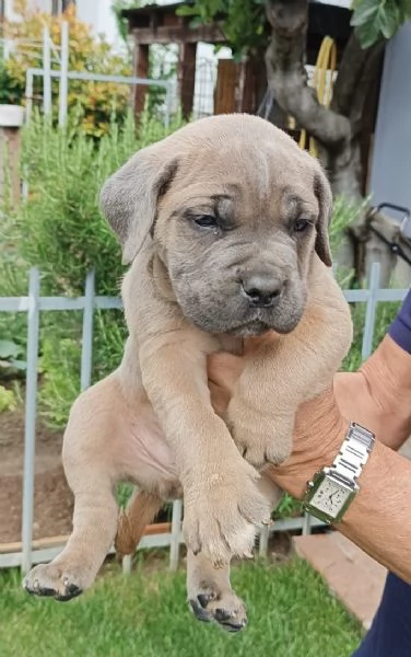 Cuccioli cane corso | Foto 1