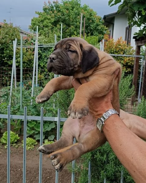 Cuccioli cane corso | Foto 0