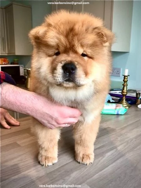  Chow Chow Chow Chow maschi e femmine disponibili da subito Contattatemi direttamente all'indirizzo 