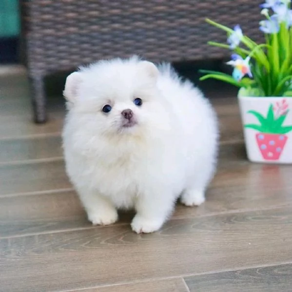 Cucciolo di Pomerania 