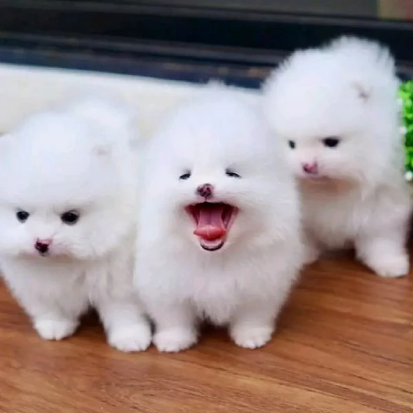 Cucciolo di Pomerania 