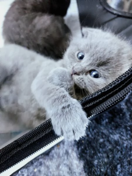 Cuccioli scottish fold | Foto 2