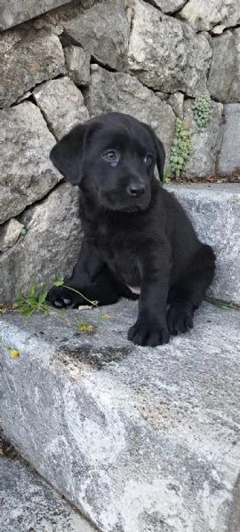 Cucciolo di Labrador retriever