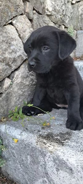 Cucciolo di Labrador retriever | Foto 3