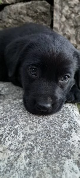 Cucciolo di Labrador retriever | Foto 1