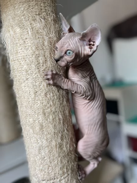 Cuccioli di Sphynx  | Foto 4