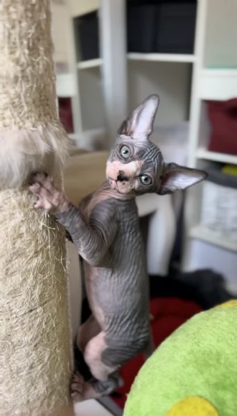 Cuccioli di Sphynx 