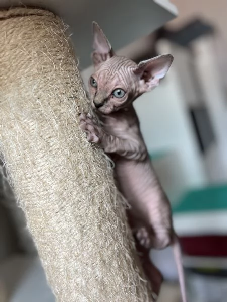 Cuccioli di Sphynx  | Foto 0