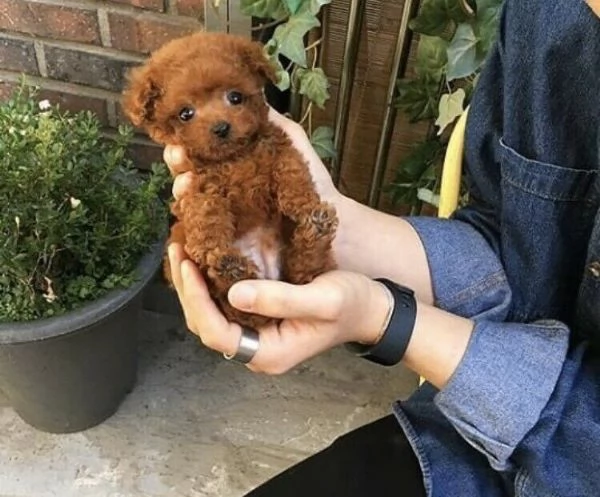 Vendita cucciolo Barboncini nani cuccioli ~ | Foto 0