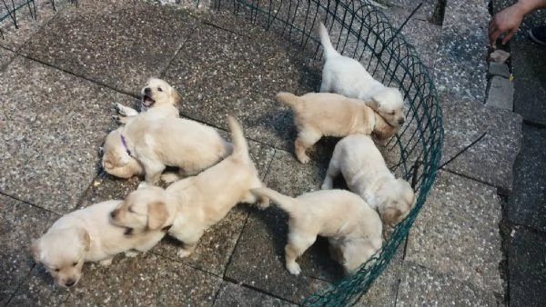 cuccioli di golden retriever