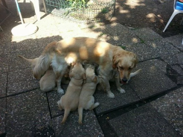 cuccioli di golden retriever | Foto 0