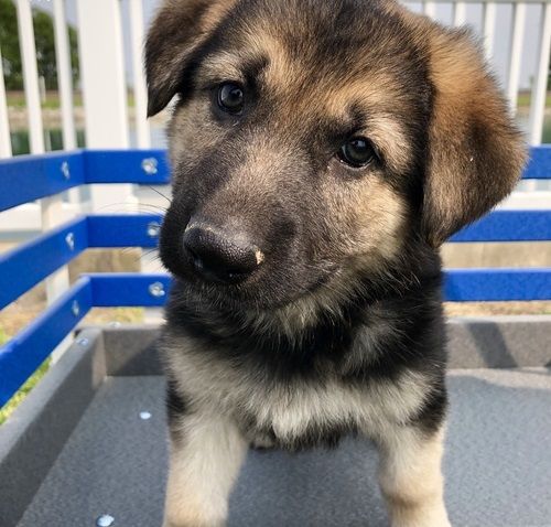 Vendita cucciolo Cuccioli pastore tedesco  | Foto 1