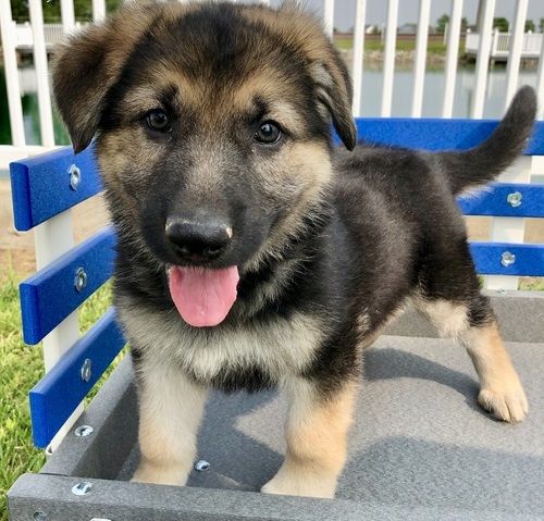 Vendita cucciolo Cuccioli pastore tedesco  | Foto 0