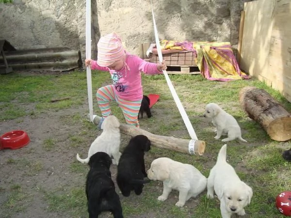 Regalo Cuccioli di Labrador Retriever con pedigree