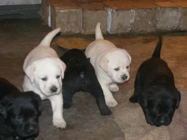 Regalo Cuccioli di Labrador Retriever con pedigree | Foto 1