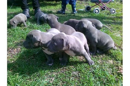 Vendita cucciolo Cuccioli pitbull  | Foto 2