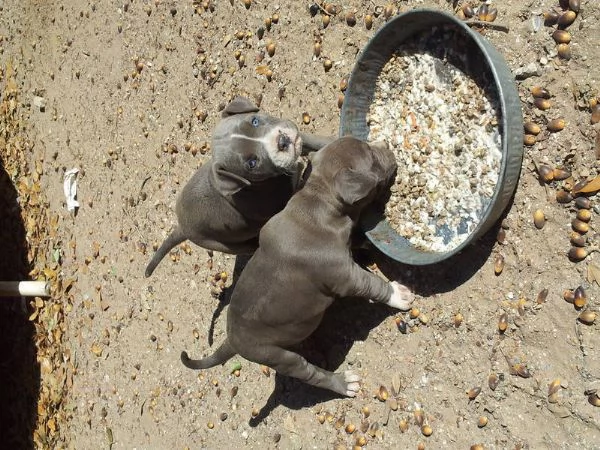 Vendita cucciolo Cuccioli pitbull  | Foto 0