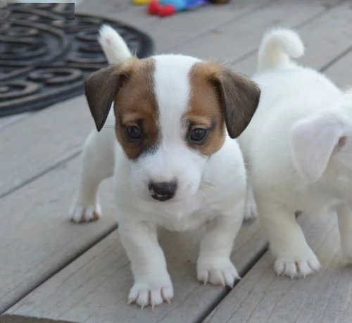 Vendita cucciolo Jack Russell 