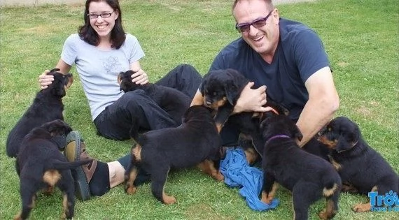 Vendita cucciolo Cucciolata rottweiler  | Foto 2