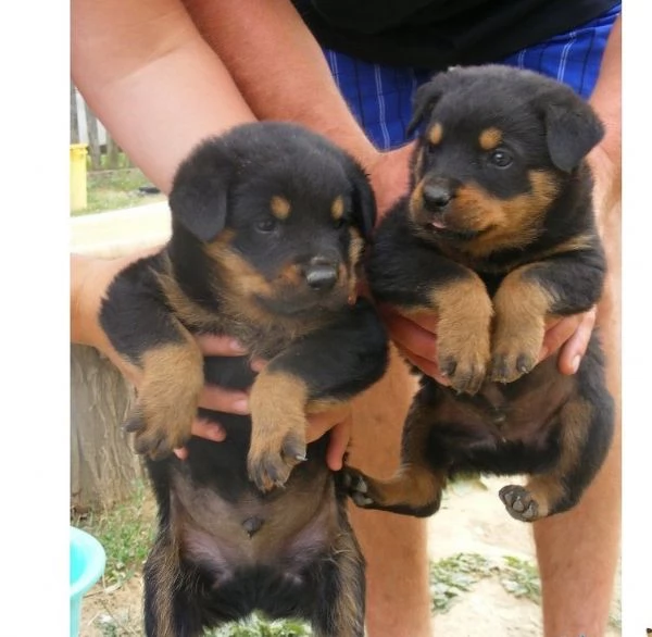 Vendita cucciolo Cucciolata rottweiler 