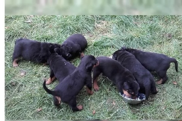 Vendita cucciolo Cucciolata rottweiler  | Foto 1