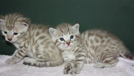 Vendita Meravigliosi Cuccioli di bengala Brown Black Spotted Tabby finalmente disponibili