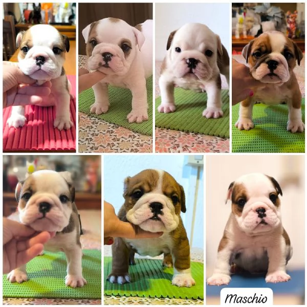 Bulldog inglese  | Foto 1