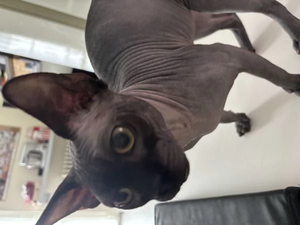 Vendo sphynx