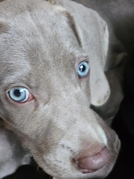 Weimaraner