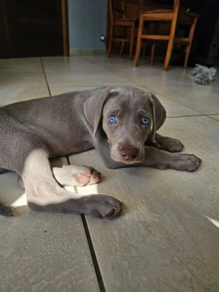 Weimaraner | Foto 6