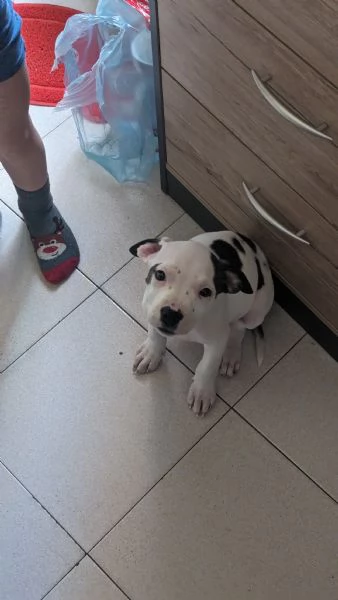 Regalo cucciola Pitbull Amstaff 