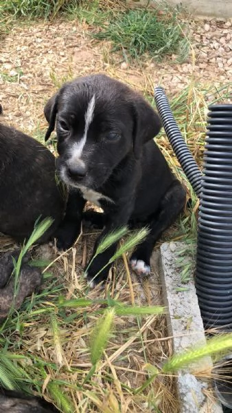 Bellissimi cuccioli Corso | Foto 1