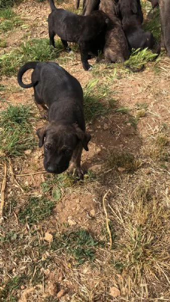 Bellissimi cuccioli Corso | Foto 0