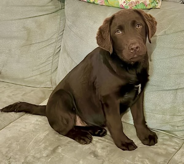 Labrador chocolate 