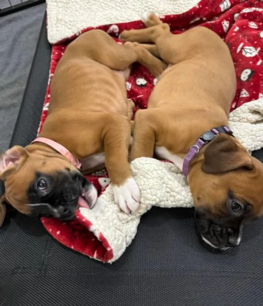 Cuccioli di Boxer di 3 mesi