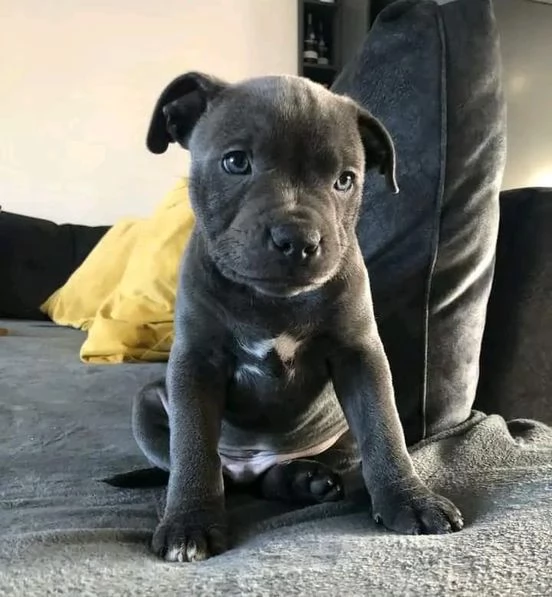 Regalo cucciolo Regalo cucciola Pitbull Amstaff | Foto 0