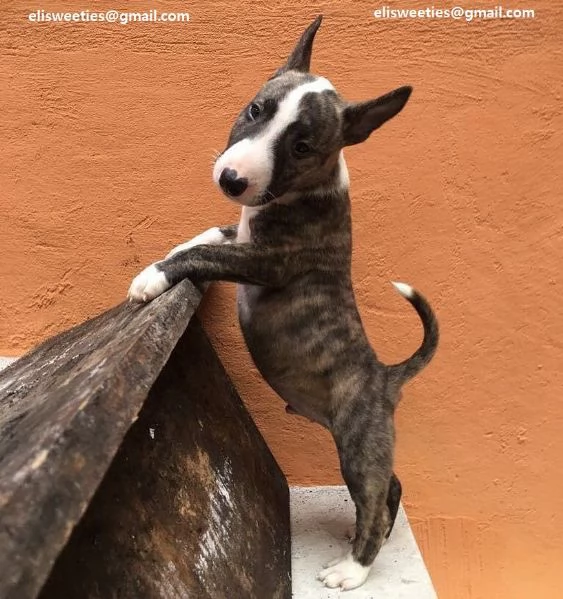 Bull Terrier ultimo maschio e femmina Ultimo cucciolo di Bull Terrier 3 mesi già vaccinato è microci