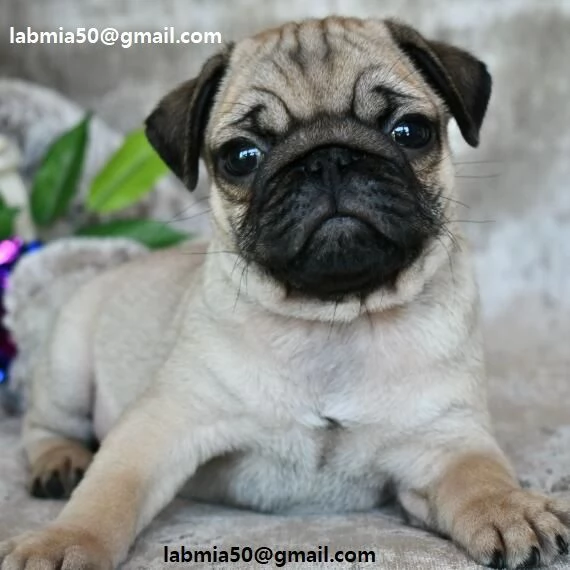 Cuccioli di Carlino femmina et maschio Disponibile cuccioli di Carlino femmina et maschio. il cuccio