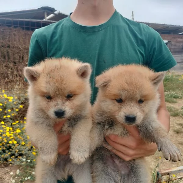 cuccioli akita inu 