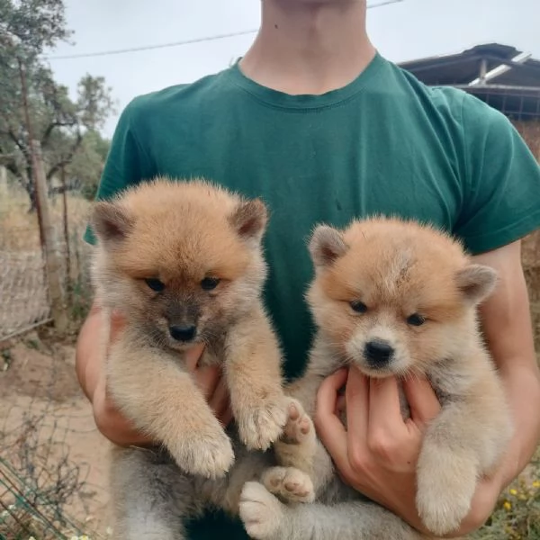 cuccioli akita inu  | Foto 0