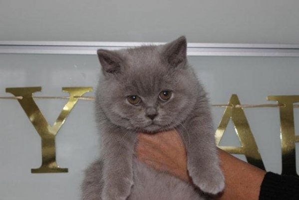 Due cucciole british shorthair | Foto 0