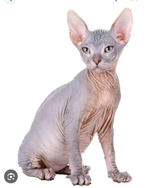 Cerco gatto sphynx