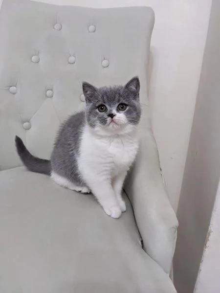 Due cucciole british shorthair