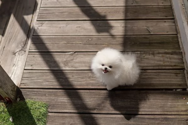 Disponibili 3 cuccioli di pomerania per adozione | Foto 1