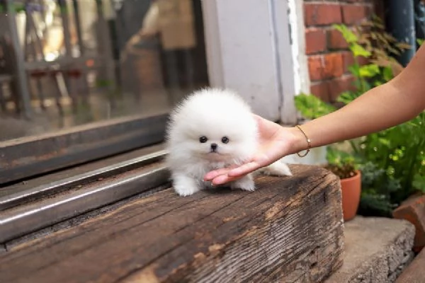 Disponibili 3 cuccioli di pomerania per adozione | Foto 0