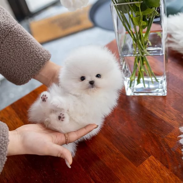 Disponibili 3 cuccioli di pomerania per adozione