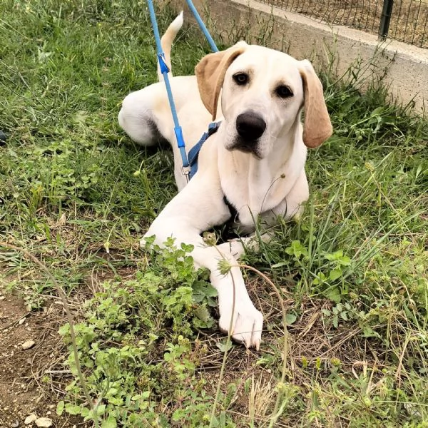 Regalo simil labrador  | Foto 1