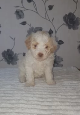 Meravigliosi cuccioli Lagotto Romagnolo | Foto 0